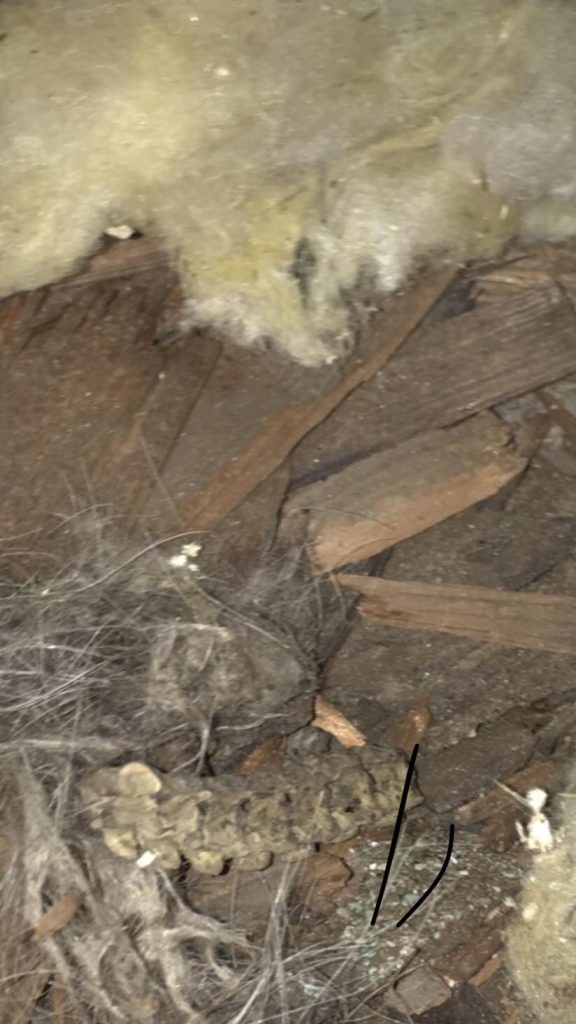bird nest in attic
